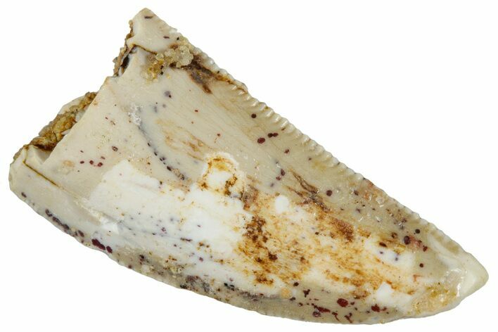 Serrated, Raptor Tooth - Real Dinosaur Tooth #269119